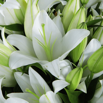 Bouquet of 10 fresh white Lilies with green foliage wrapped in white non-woven paper.