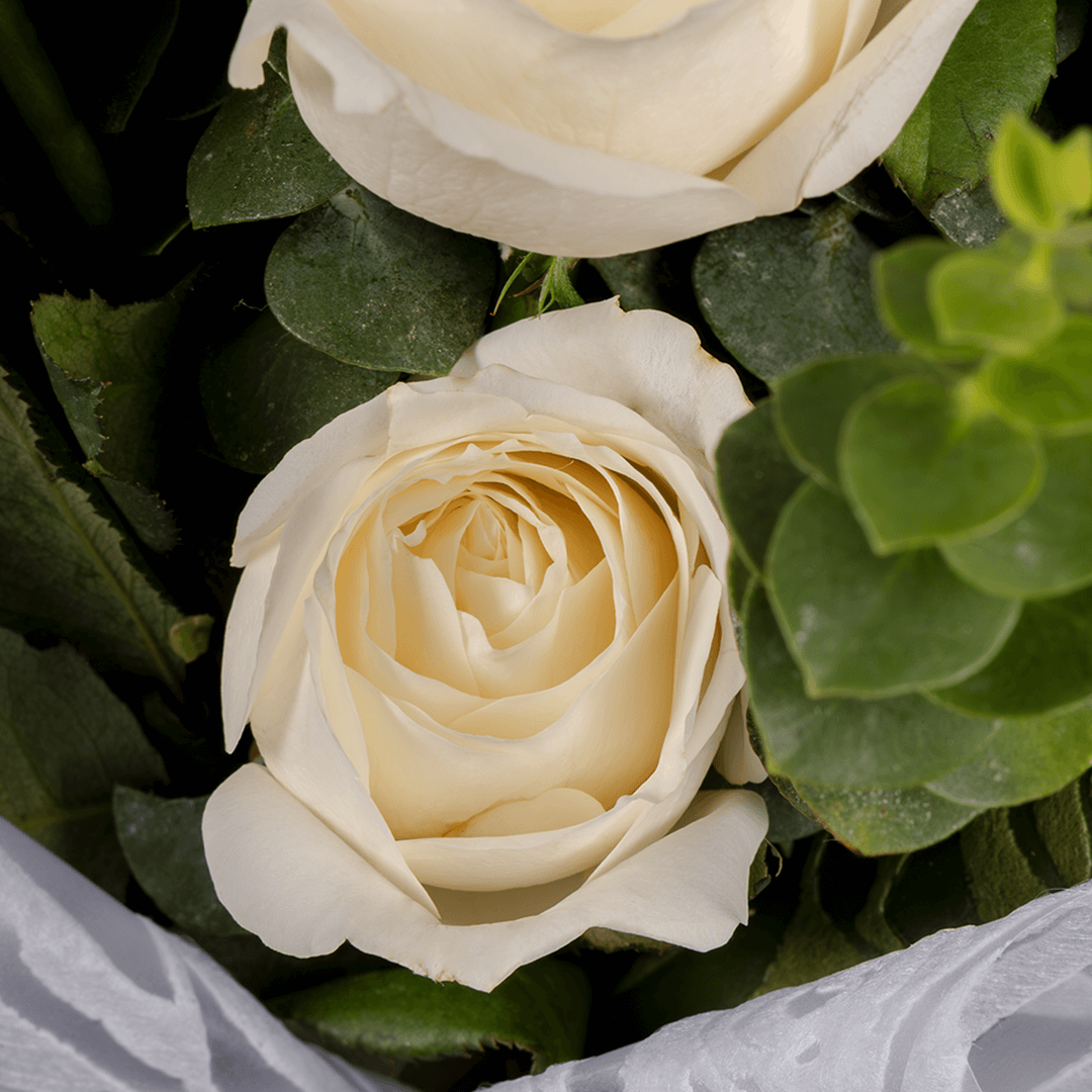 7 white roses bouquet with eucalyptus in green and white wrapping