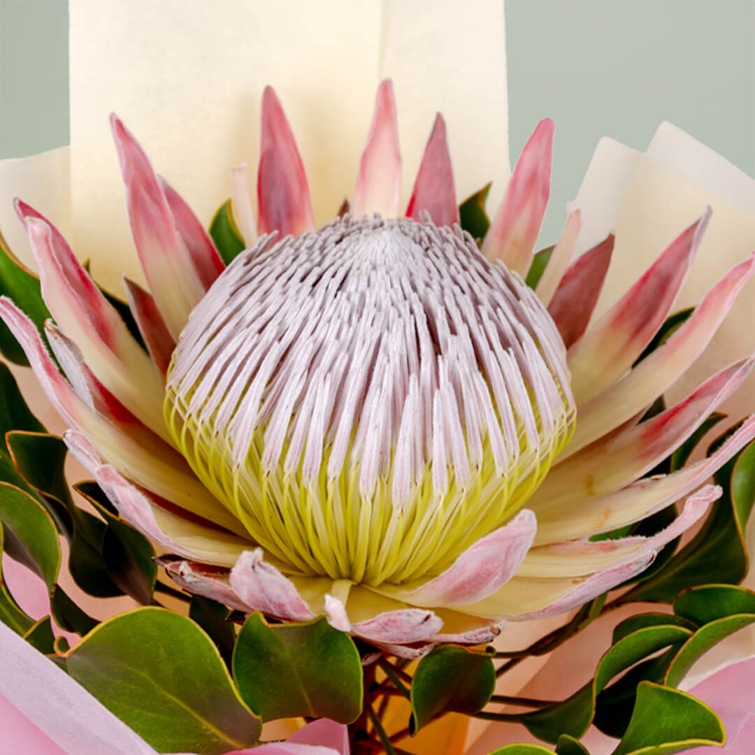 Royal Pink Protea bouquet featuring fresh pink protea flowers for elegant gifting.