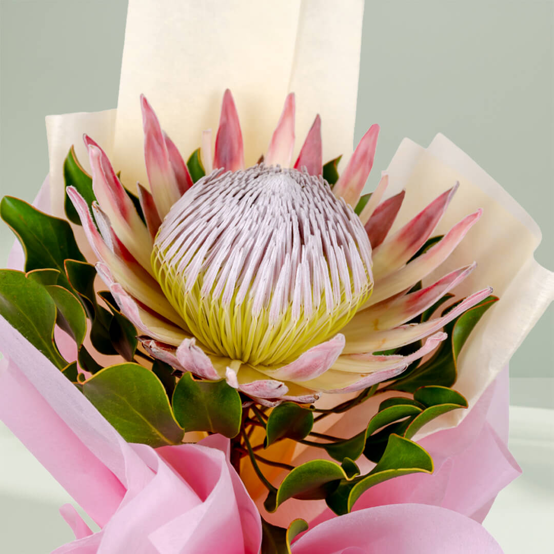 Royal Pink Protea bouquet featuring fresh pink protea flowers for elegant gifting.