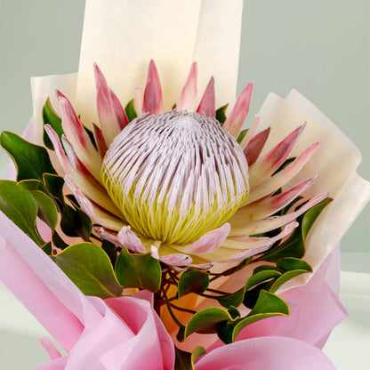 Royal Pink Protea bouquet featuring fresh pink protea flowers for elegant gifting.