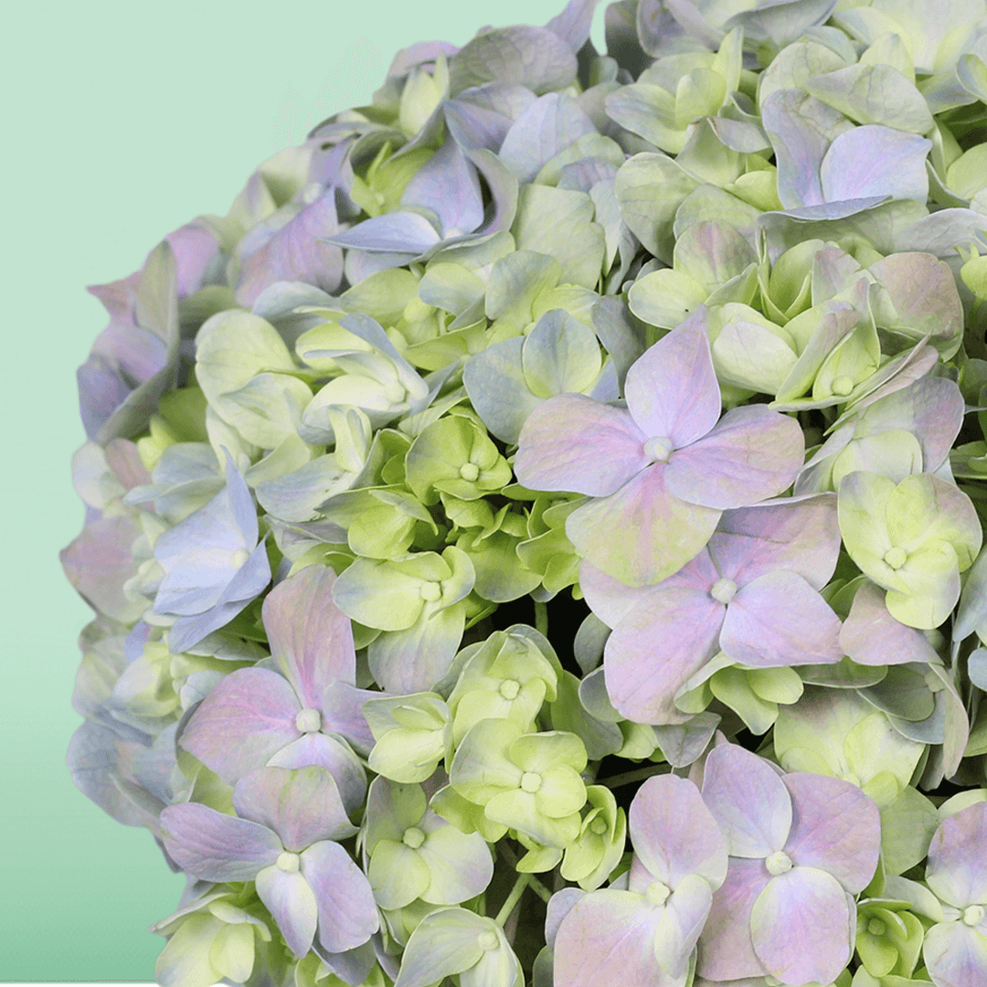 Assorted pastel hydrangeas arranged in a small black round flower box
