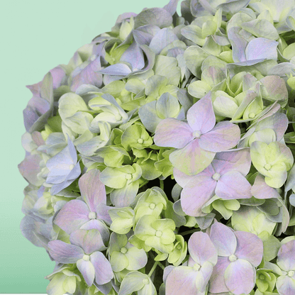 Assorted pastel hydrangeas arranged in a small black round flower box
