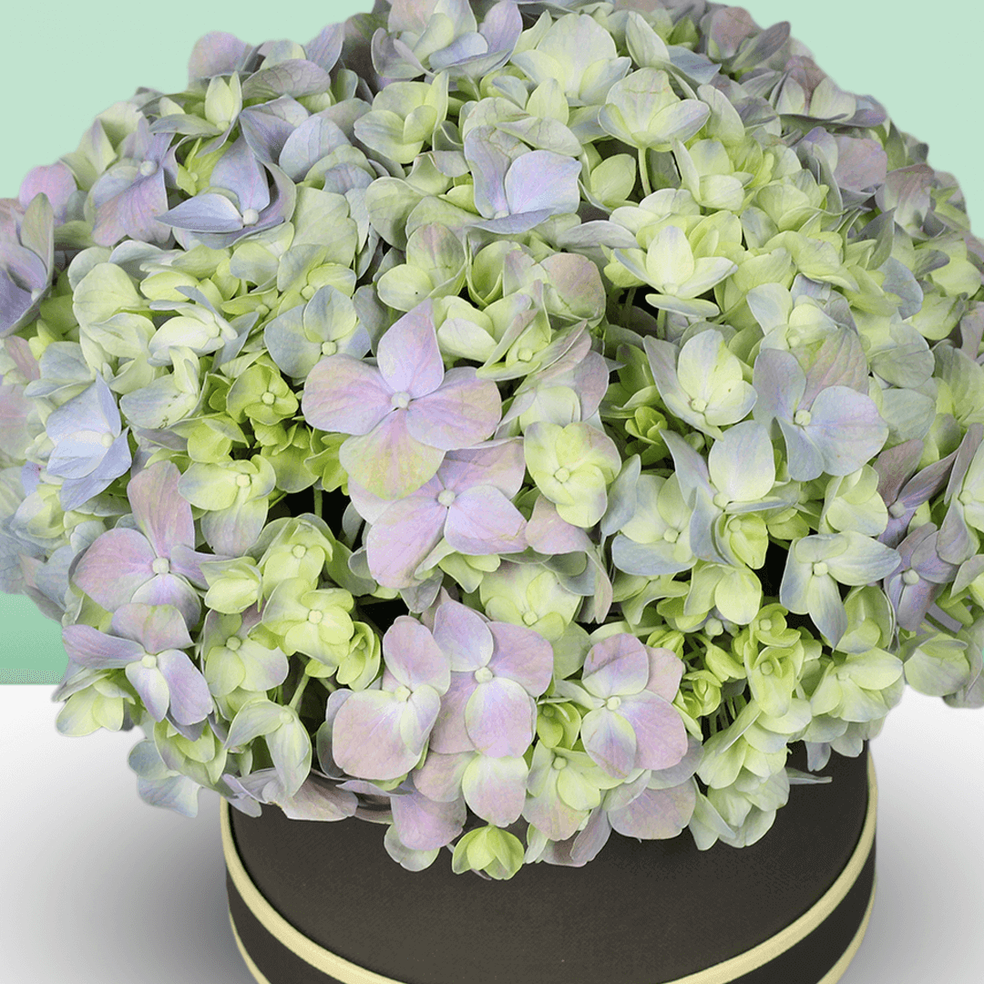 Assorted pastel hydrangeas arranged in a small black round flower box
