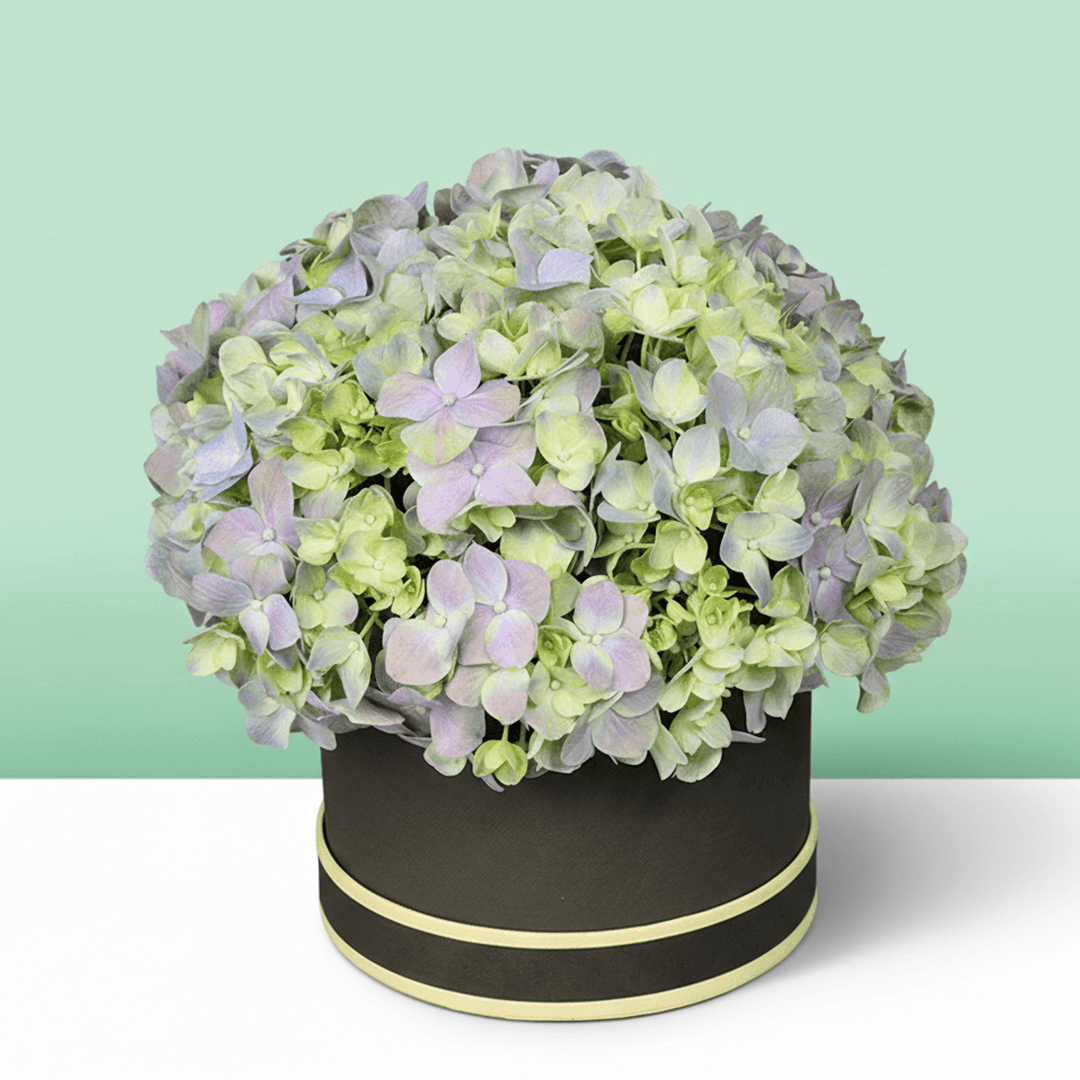 Assorted pastel hydrangeas arranged in a small black round flower box

