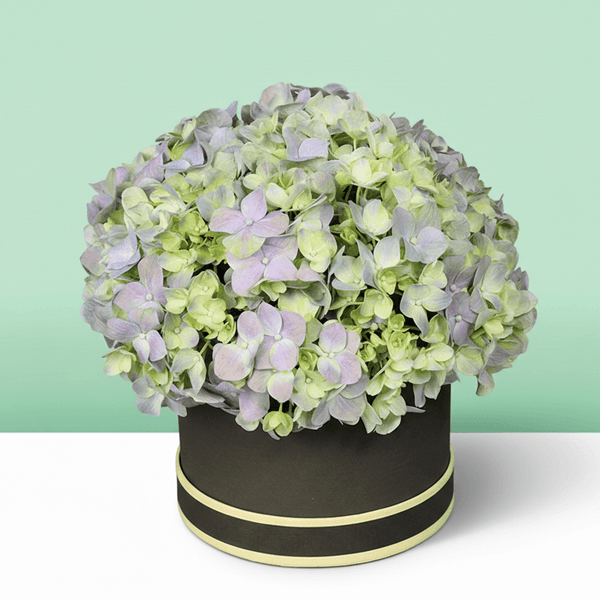 Assorted pastel hydrangeas arranged in a small black round flower box
