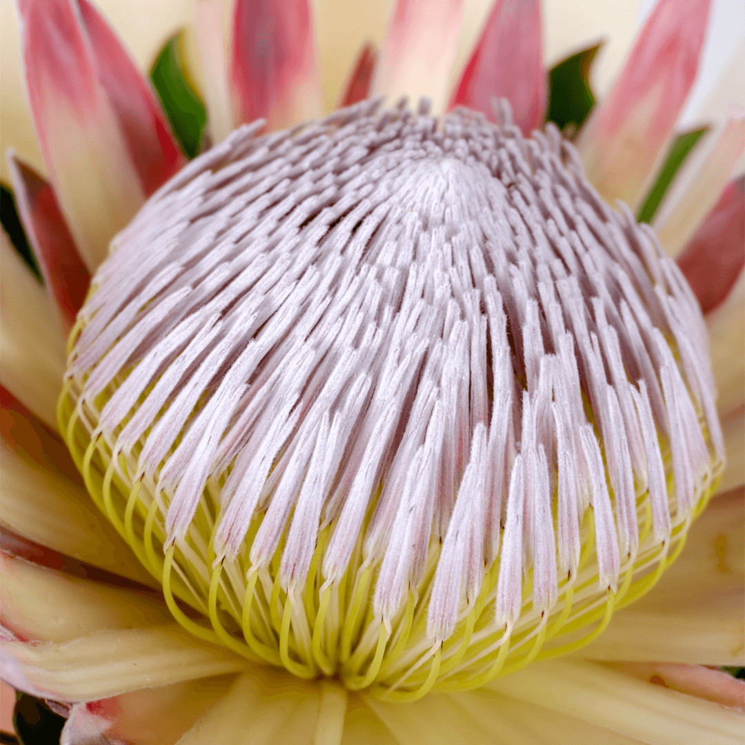 Single pink protea flower bouquet with fresh greenery and elegant pink wrapping.