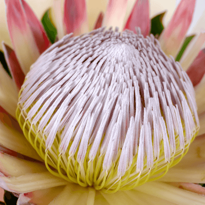 Single pink protea flower bouquet with fresh greenery and elegant pink wrapping.