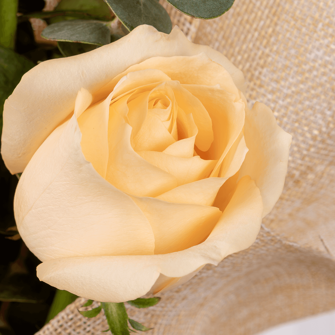 6 peach roses bouquet with eucalyptus in green wrapping