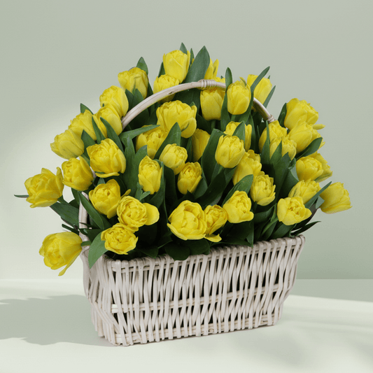 50 yellow tulips with greenery arranged in a square white woven basket