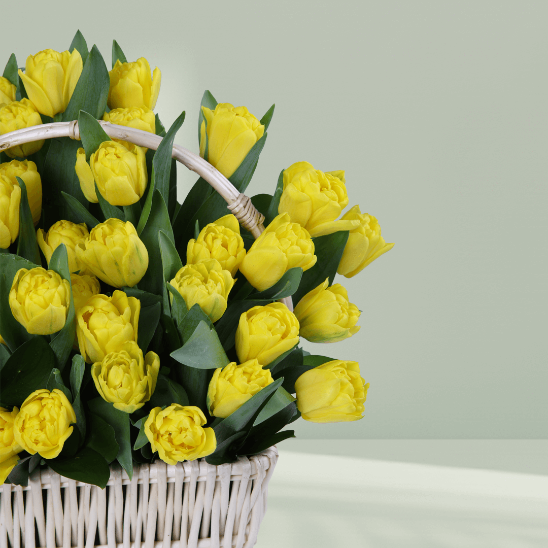 50 yellow tulips with greenery arranged in a square white woven basket
