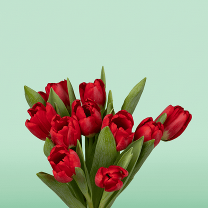 Hand-tied bouquet of 10 fresh red tulips with green foliage and black ribbon.