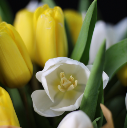 Bouquet of 20 white and yellow tulips wrapped in brown non-woven paper
