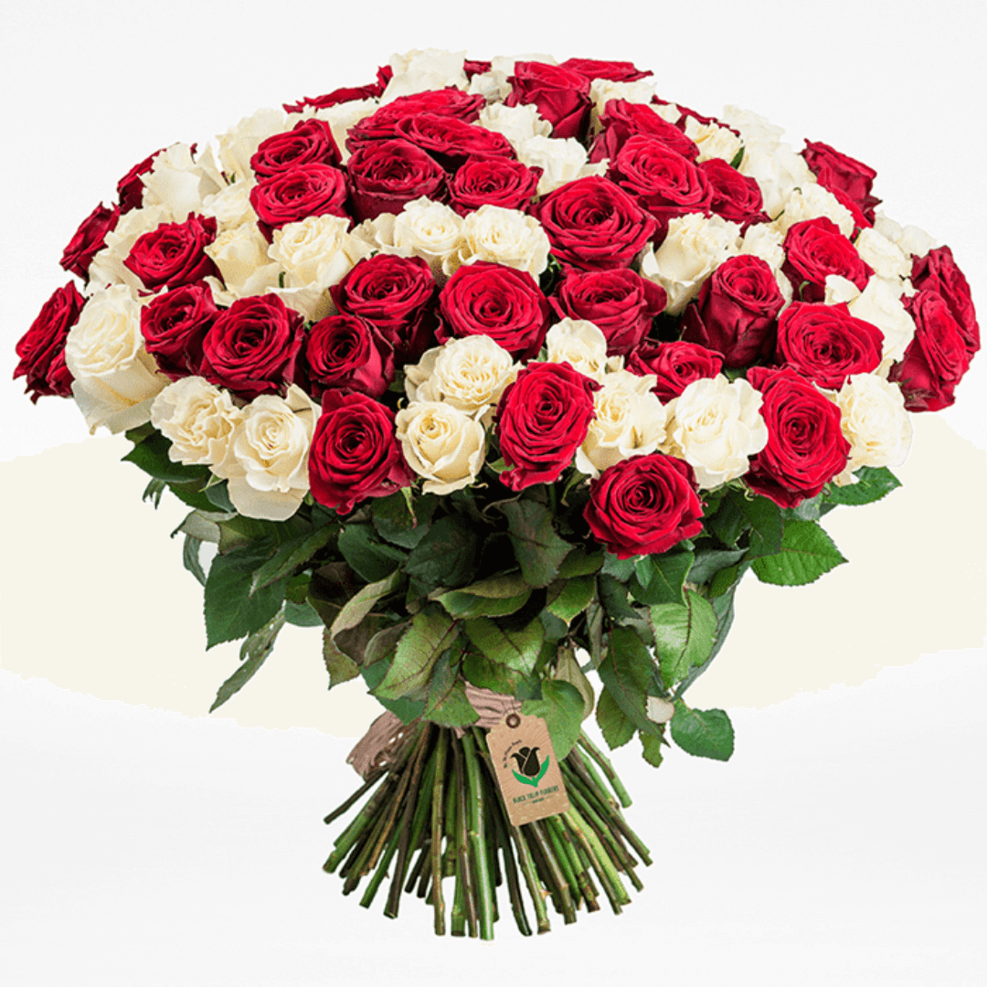 Hand-tied bouquet of 50 red and white roses with fresh green foliage
