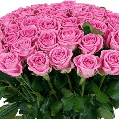 75 pink roses bouquet in a full rounded hand-tied style, finished with a pink ribbon.