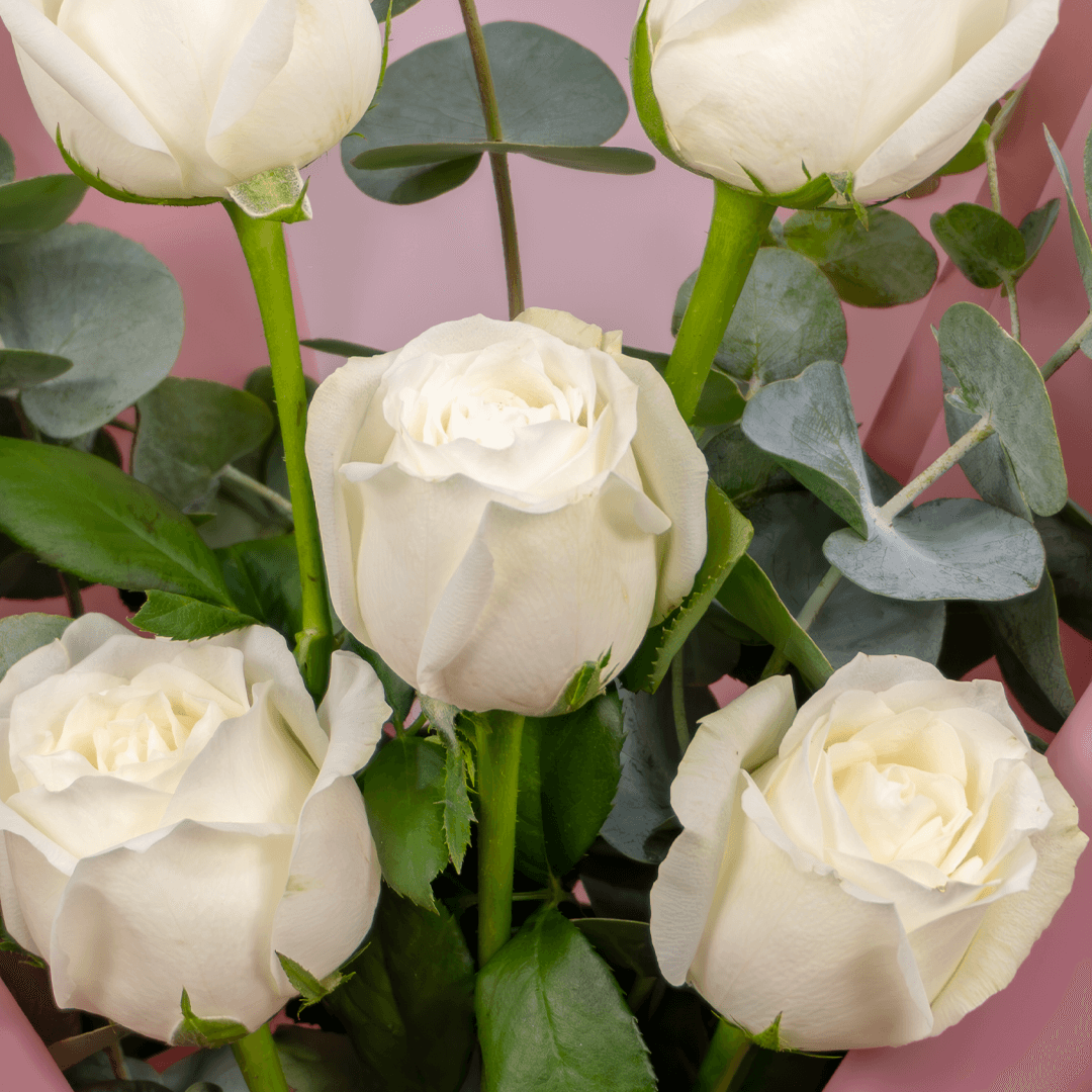5 white roses bouquet with eucalyptus in Korean-style wrapping