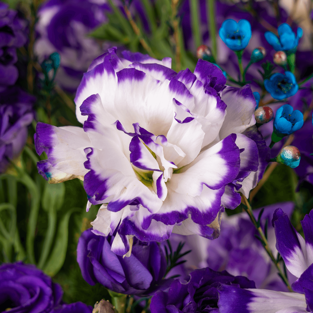 Purple and blue Eustoma with wax flowers and green leaves in a flower box