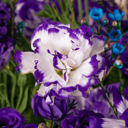 Purple and blue Eustoma with wax flowers and green leaves in a flower box