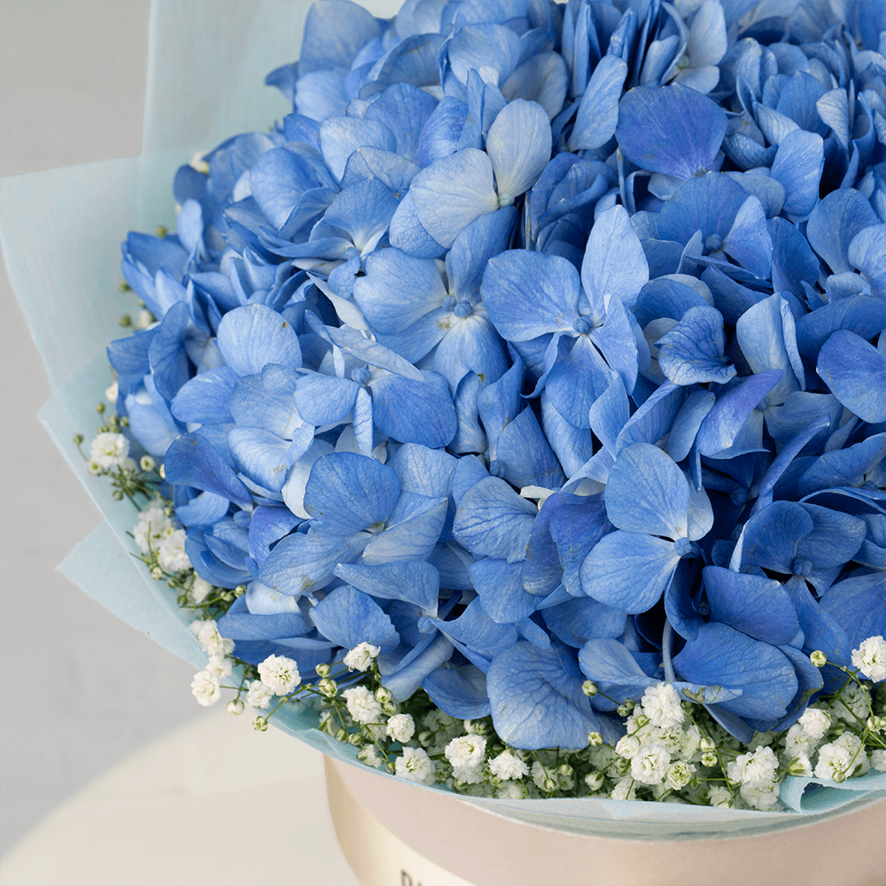 Blue Hydrangea and white Gypsophila arranged in an elegant flower box.