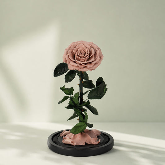 A Timeless Bloom preserved pink rose under a glass dome, an elegant everlasting flower gift
