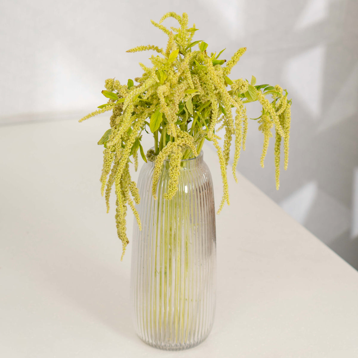 Hanging Amaranthus cut flowers in red colour wrapped in brown paper