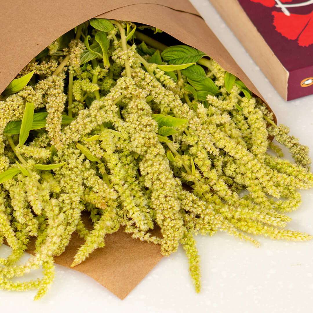 Hanging Amaranthus cut flowers in red colour wrapped in brown paper