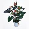 Anthurium Plant