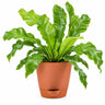 Asplenium Plant