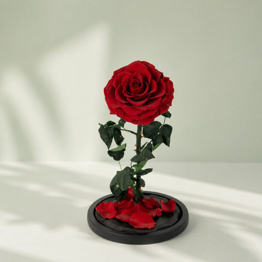 Bleeding Heart preserved red rose in a glass dome, an elegant long-lasting romantic flower gift