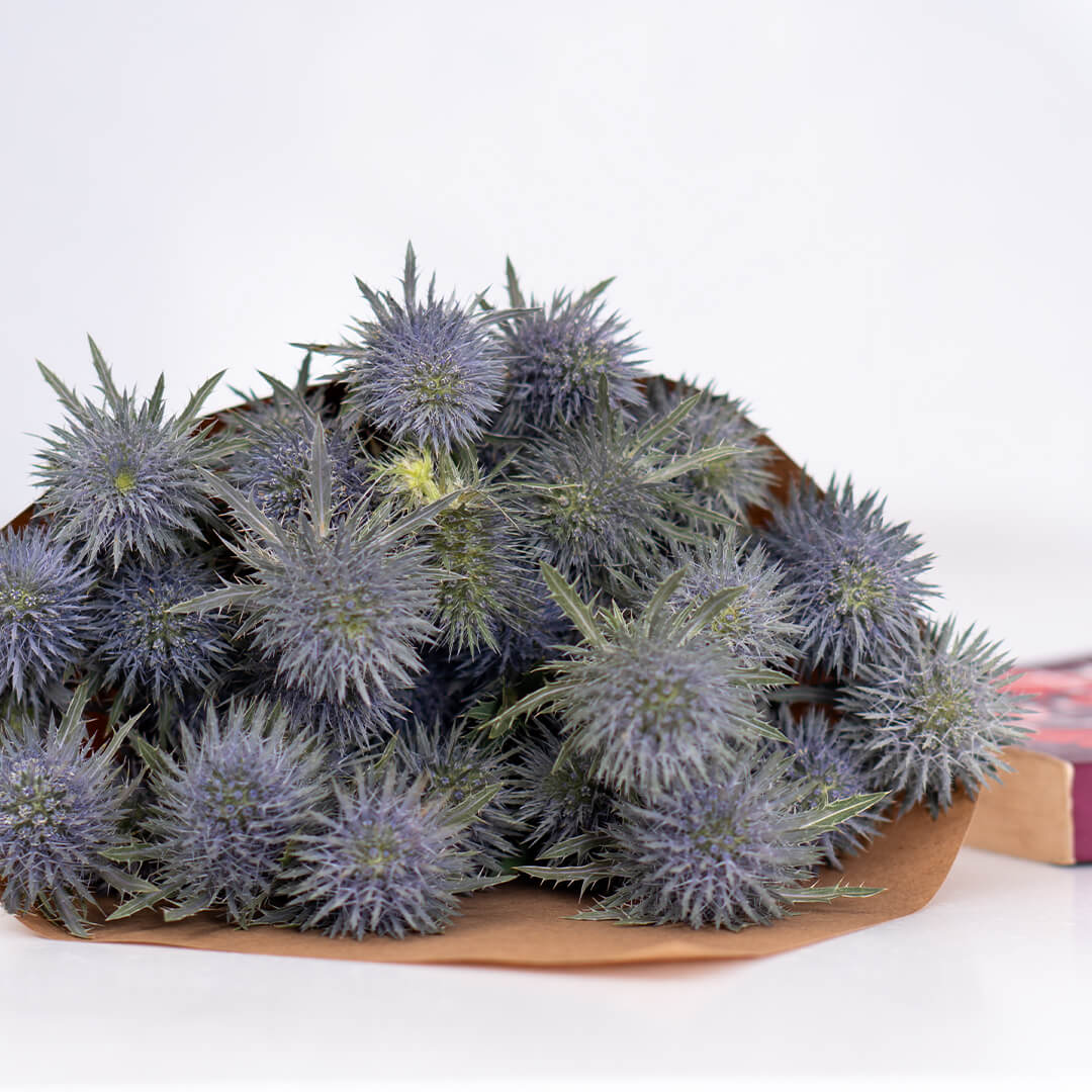 Blue Eryngium Cut Flowers by stem