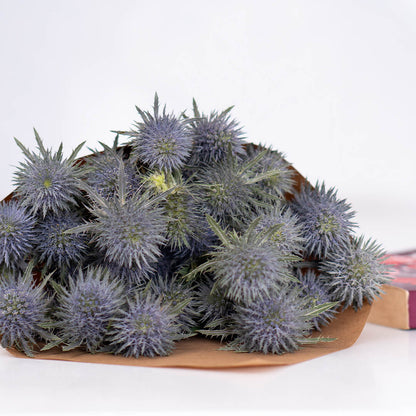 Blue Eryngium Cut Flowers by stem