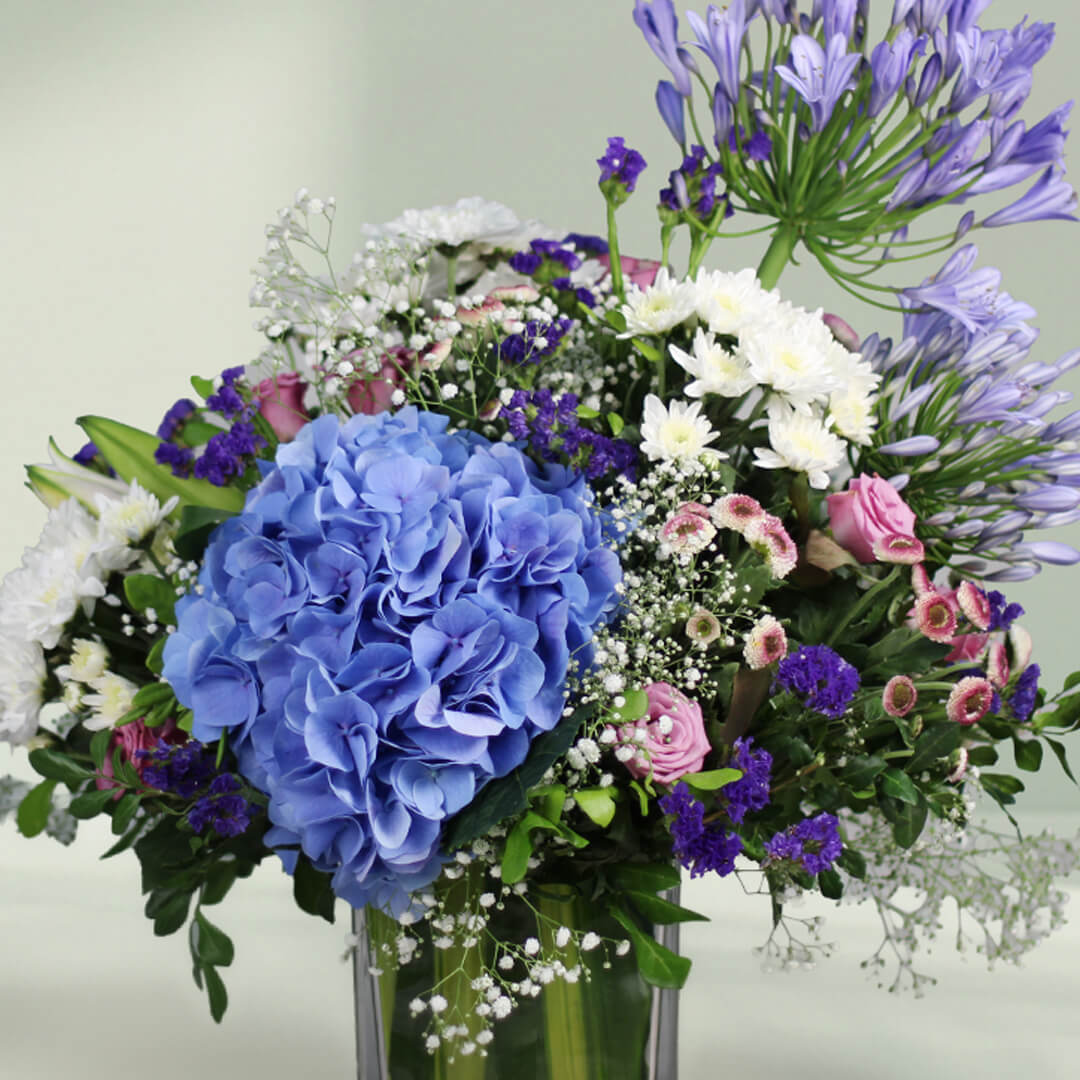 Blue Lagoon Hydrangea with lush blue blooms and green foliage