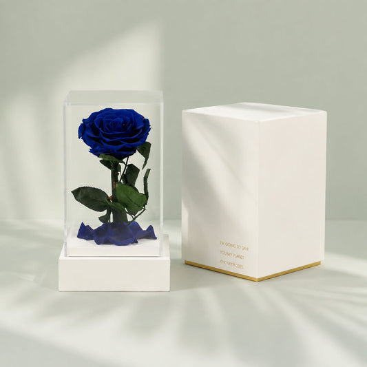 Blue preserved rose in a transparent acrylic box, an elegant long-lasting flower gift for special occasions