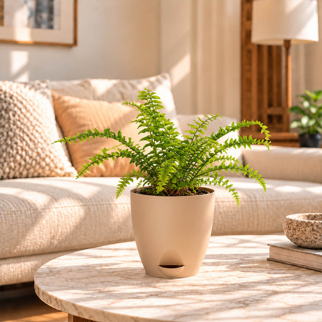 Feathery green boston fern houseplant planted in a 5-inch plastic pot.