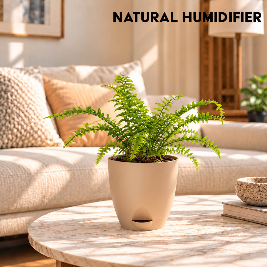 Feathery green boston fern houseplant planted in a 5-inch plastic pot.