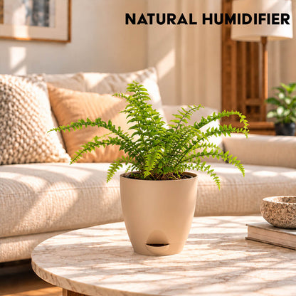 Feathery green boston fern houseplant planted in a 5-inch plastic pot.