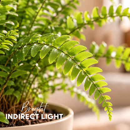 Feathery green boston fern houseplant planted in a 5-inch plastic pot.