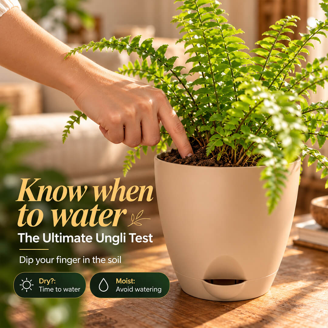 Feathery green boston fern houseplant planted in a 5-inch plastic pot.