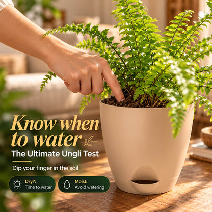 Feathery green boston fern houseplant planted in a 5-inch plastic pot.
