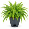 Boston fern Plant