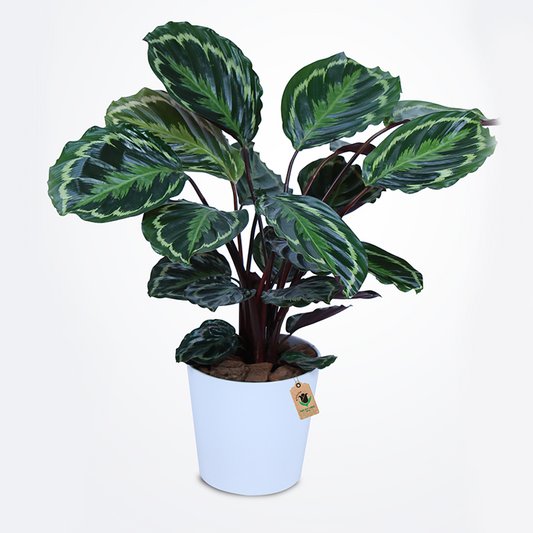 Calathea Plant - Image 1