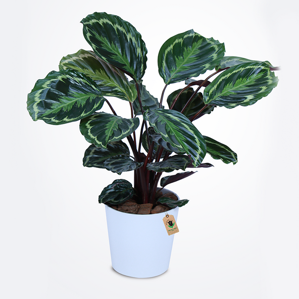 Calathea Plant - Image 1