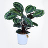 Calathea Plant
