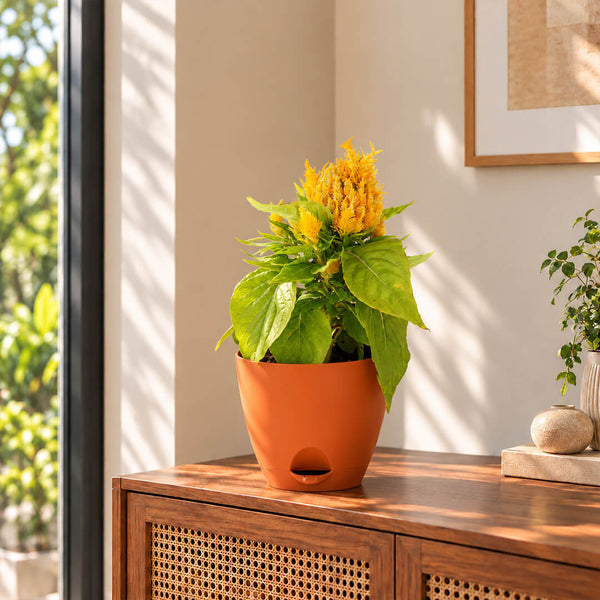 Vibrant yellow celosia plant with textured foliage in a 7-inch plastic pot.