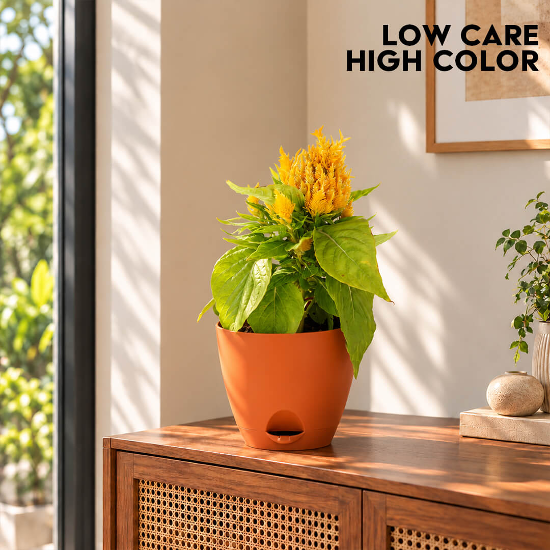 Vibrant yellow celosia plant with textured foliage in a 7-inch plastic pot.