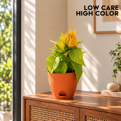 Vibrant yellow celosia plant with textured foliage in a 7-inch plastic pot.