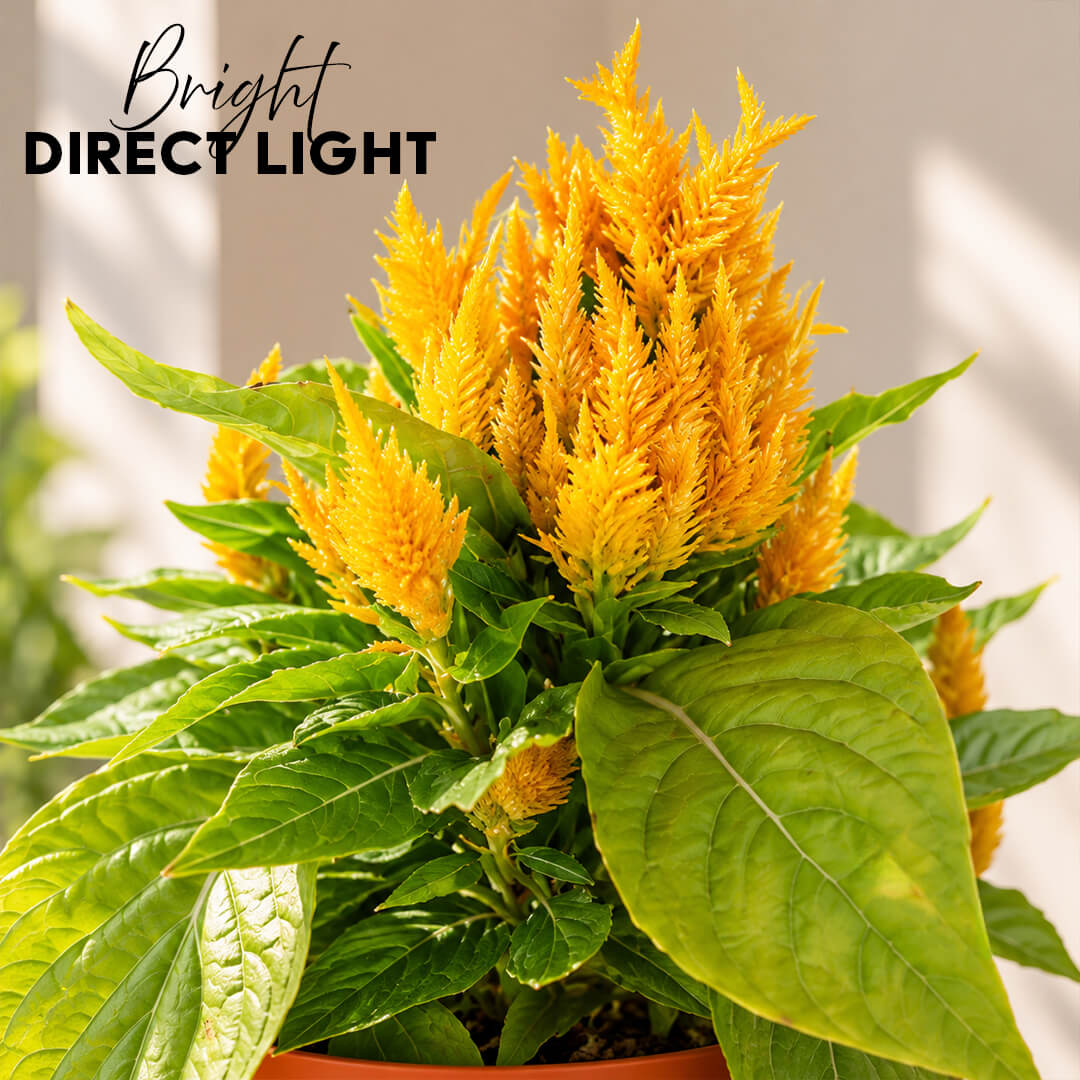 Vibrant yellow celosia plant with textured foliage in a 7-inch plastic pot.
