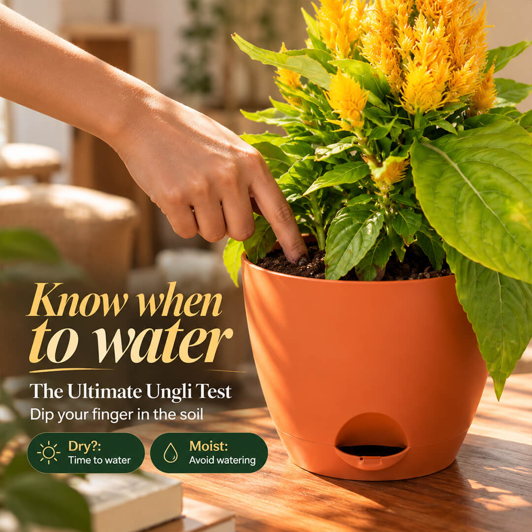 Vibrant yellow celosia plant with textured foliage in a 7-inch plastic pot.