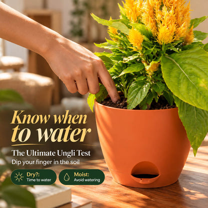 Vibrant yellow celosia plant with textured foliage in a 7-inch plastic pot.