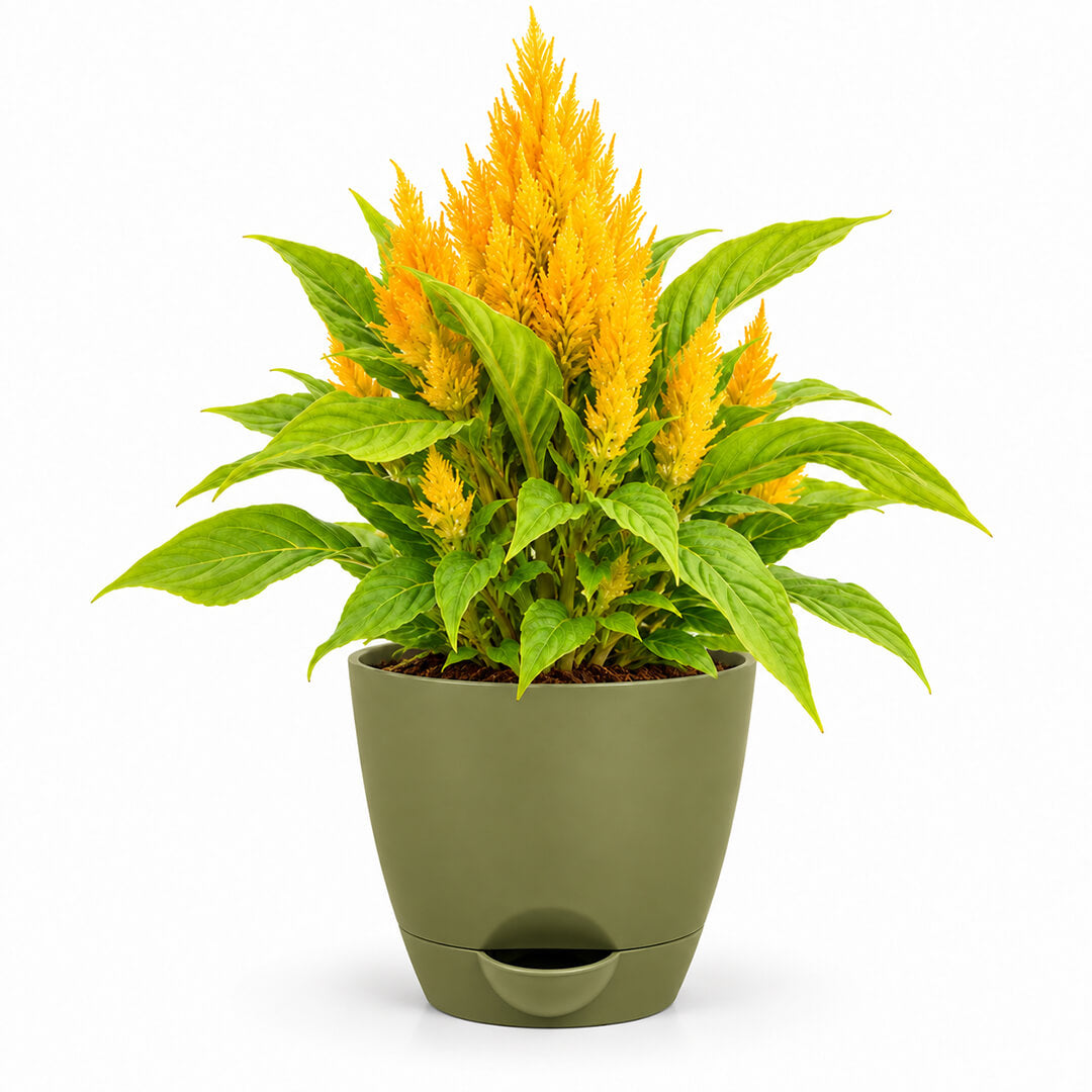 Vibrant yellow celosia plant with textured foliage in a 7-inch plastic pot.